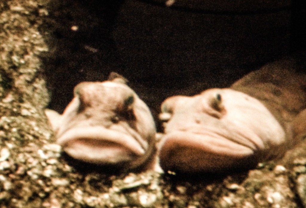 Two fat droopy old fish